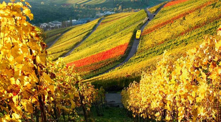 Umzugsfahrzeug im Weinberg